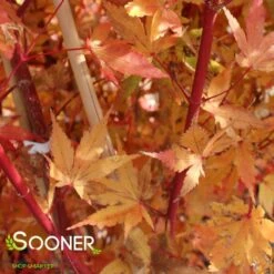 CORAL BARK UPRIGHT JAPANESE MAPLE -Sooner Plant Farm Shop DETA8 47
