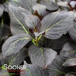 ECLIPSE® HYDRANGEA -Sooner Plant Farm Shop DETA8 5428