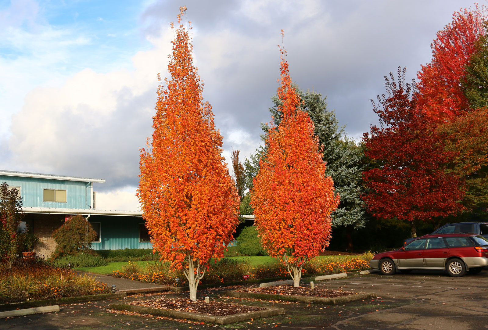Sooner Plant Farm Shop -Sooner Plant Farm Shop armstrong gold blog hero