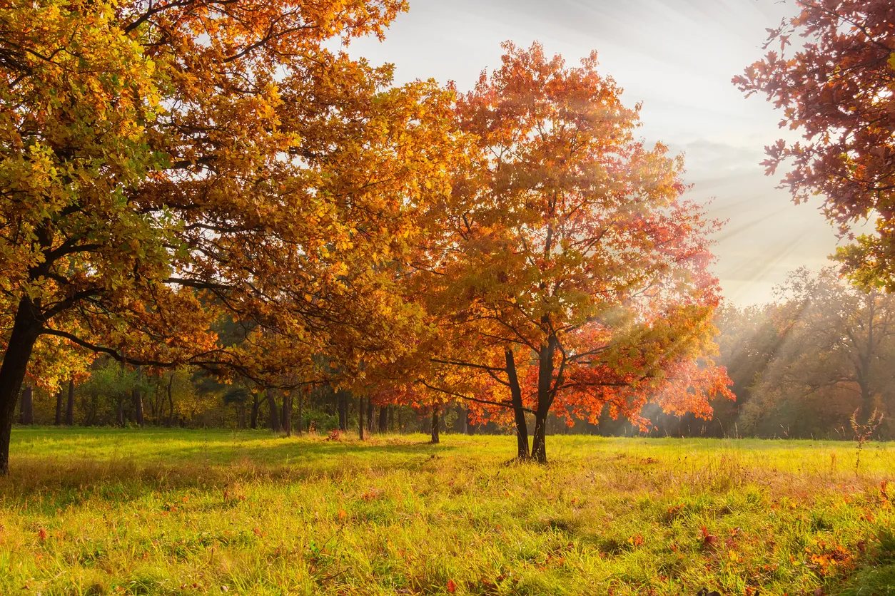 Sooner Plant Farm Shop -Sooner Plant Farm Shop iStock 1200679390 fast growing shade tree northern red oak