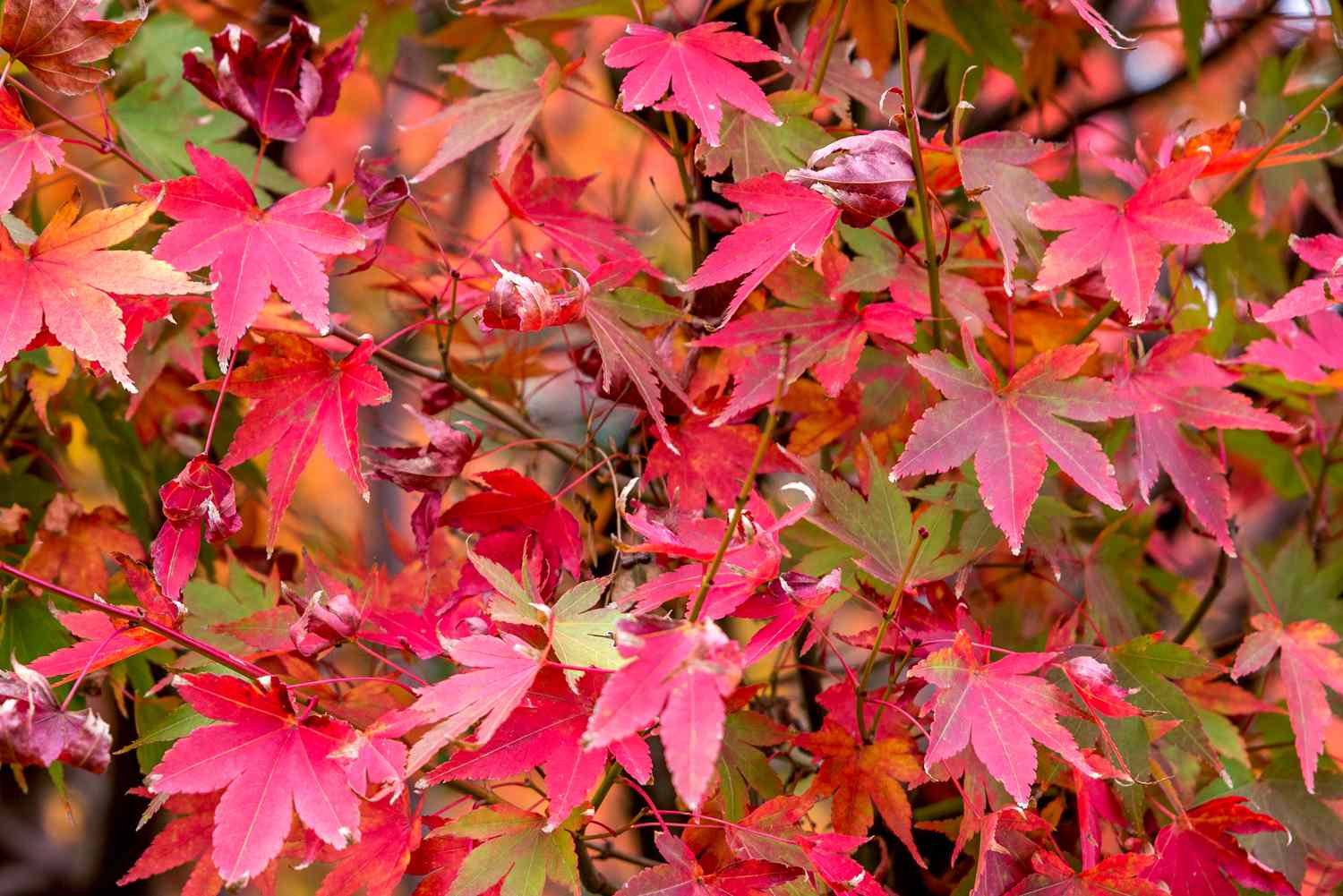 Sooner Plant Farm Shop -Sooner Plant Farm Shop japanese maple growing profile 3269337 11 68751732dc6f46ff9a4d3046039415f2